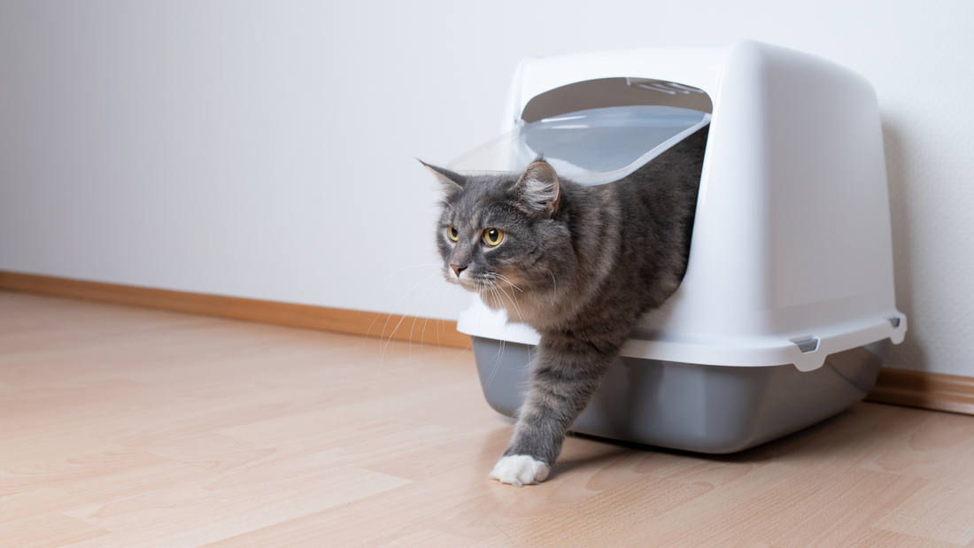 Safely Manage Litter Box Smells With Activated Charcoal Filters